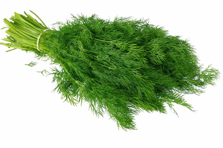 Wash and Freeze Method For Freezing Dill