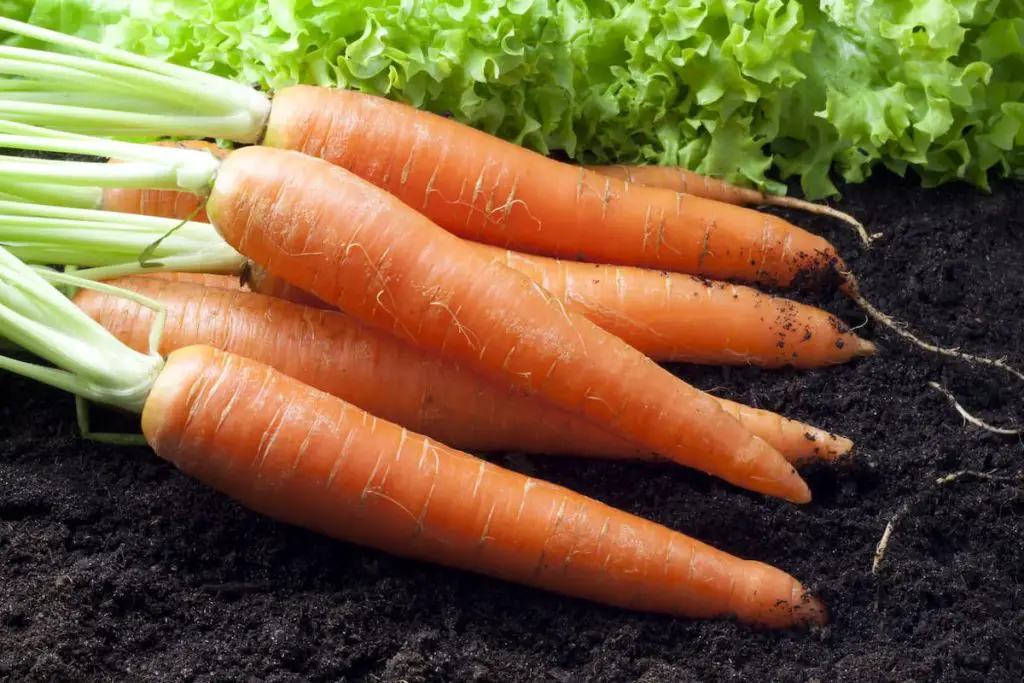 Freezing Fresh Carrots (Raw & UnCooked)