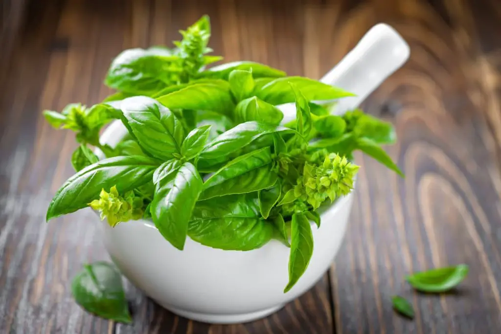 4 Easy Ways to Freeze Fresh Basil Leaves (Step-by-Step)