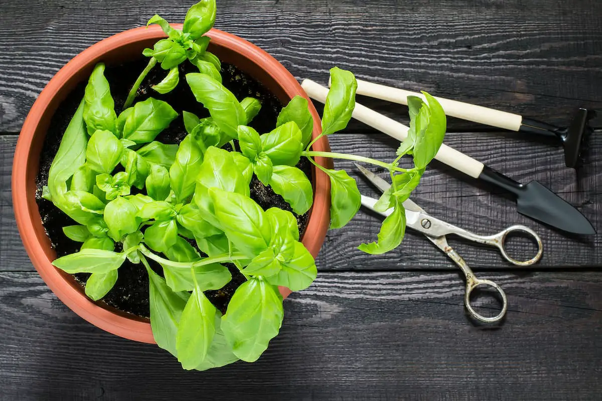 Easy Ways To Freeze Fresh Basil Leaves Step By Step Easy Freezing