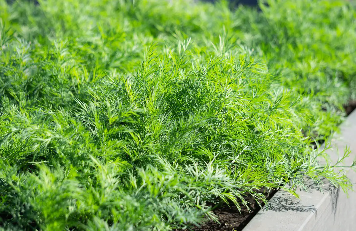 3 Easy Ways to Freeze Fresh Dill (Quick Guide) Easy Freezing