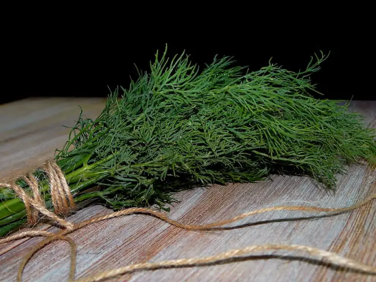 3 Easy Ways to Freeze Fresh Dill (Quick Guide)