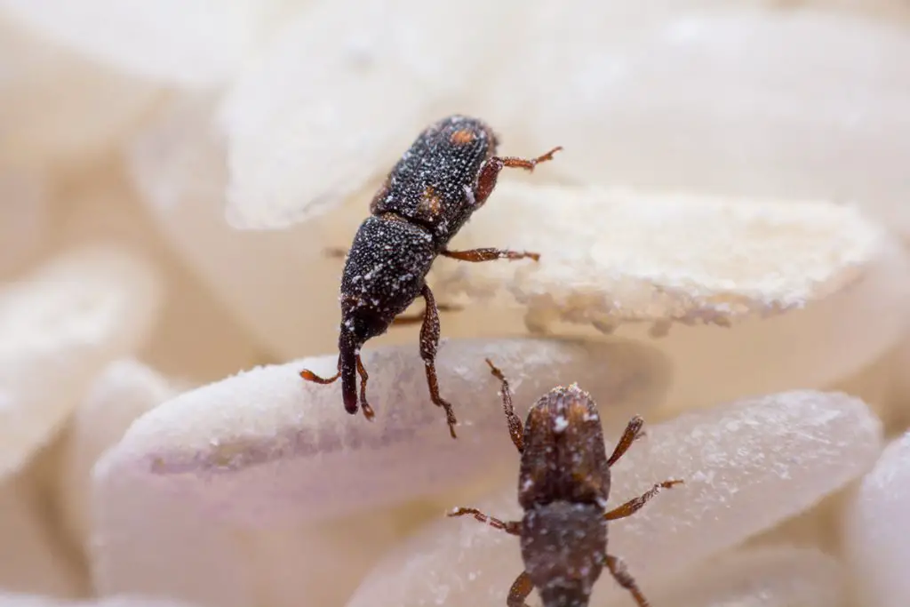 Grain mites (including flour mites and weevils) are common pests that can live in flour, rice, and other grains if not stored properly. That's why it's a good idea to store flour in the freezer.