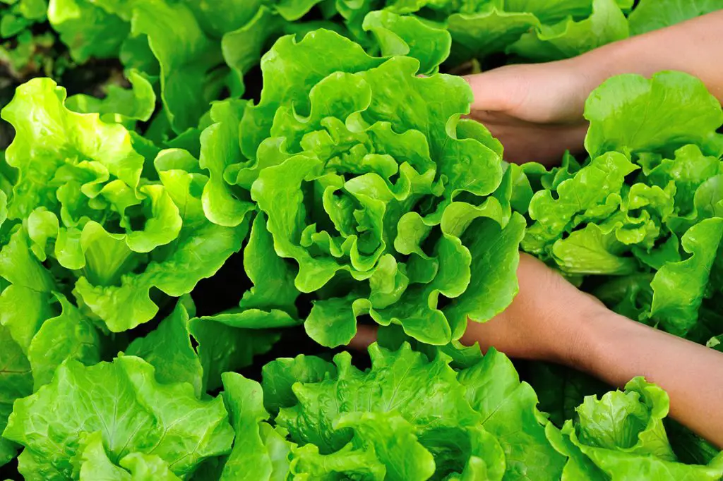 How to freeze lettuce in ice cube trays.