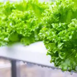 2 Easy Ways to Freeze Lettuce (What You Need to Know)