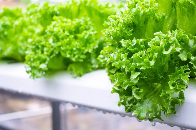 2 Easy Ways to Freeze Lettuce (What You Need to Know)