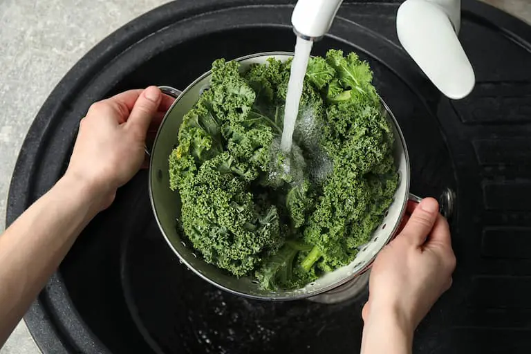 Washing fresh kale to eliminate dirt and bugs before freezing