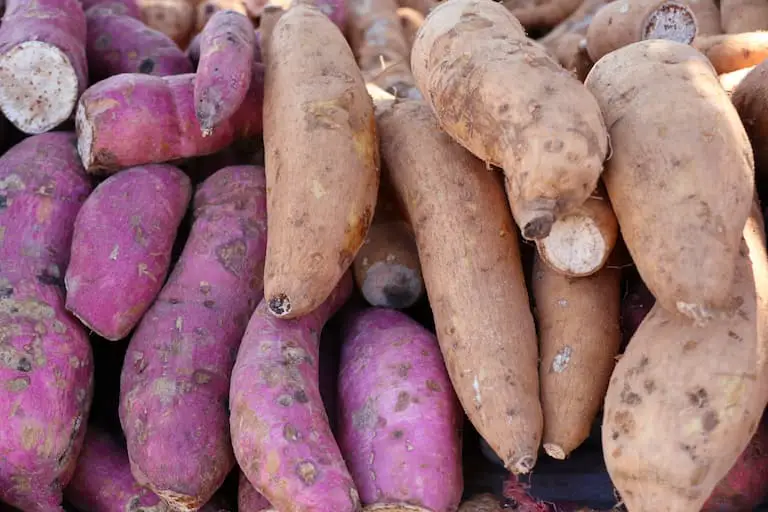 Freshly picked yams and sweet potatoes