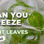Can You Freeze Mint Leaves