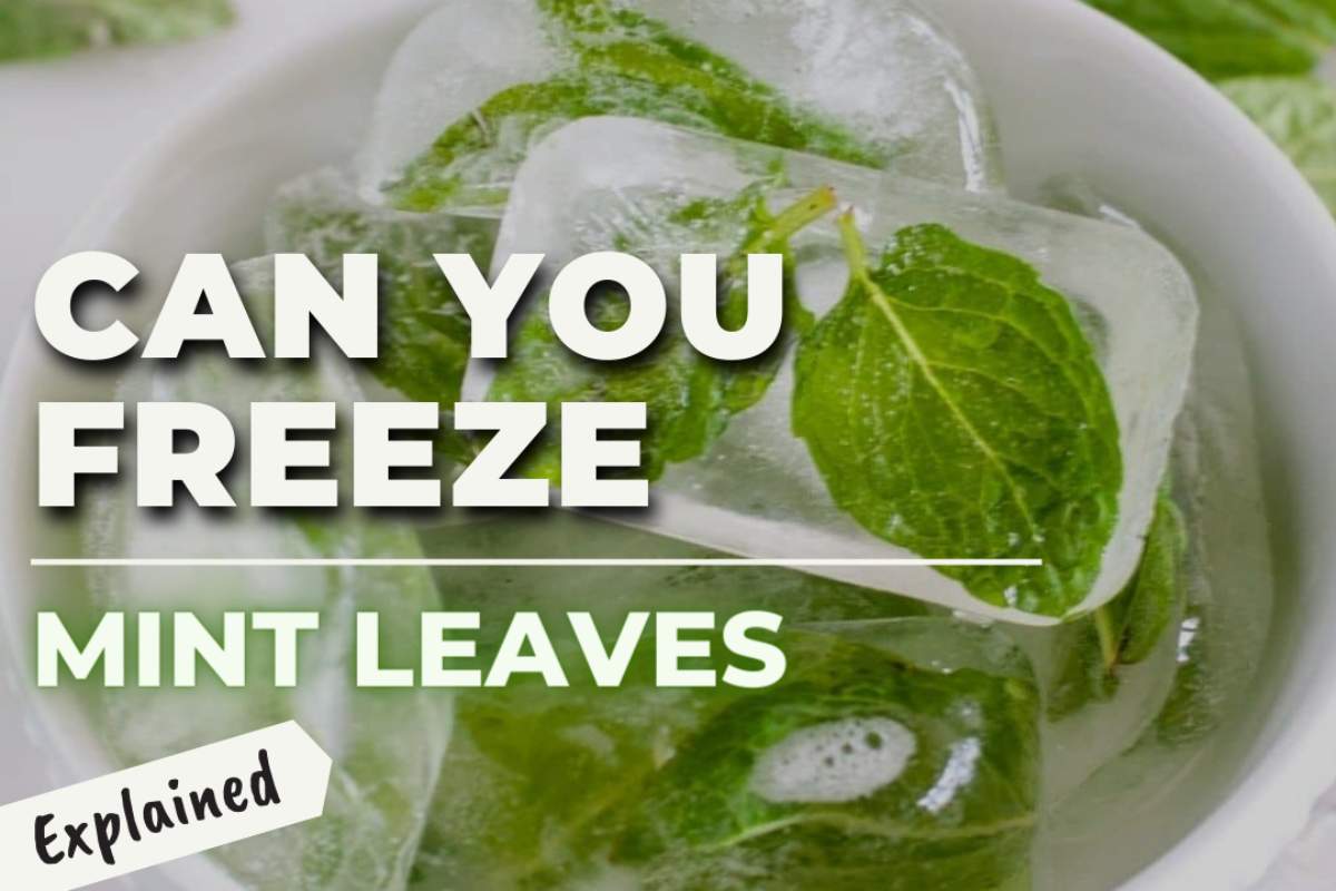 Can You Freeze Mint Leaves