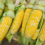 how to freeze fresh sweet corn