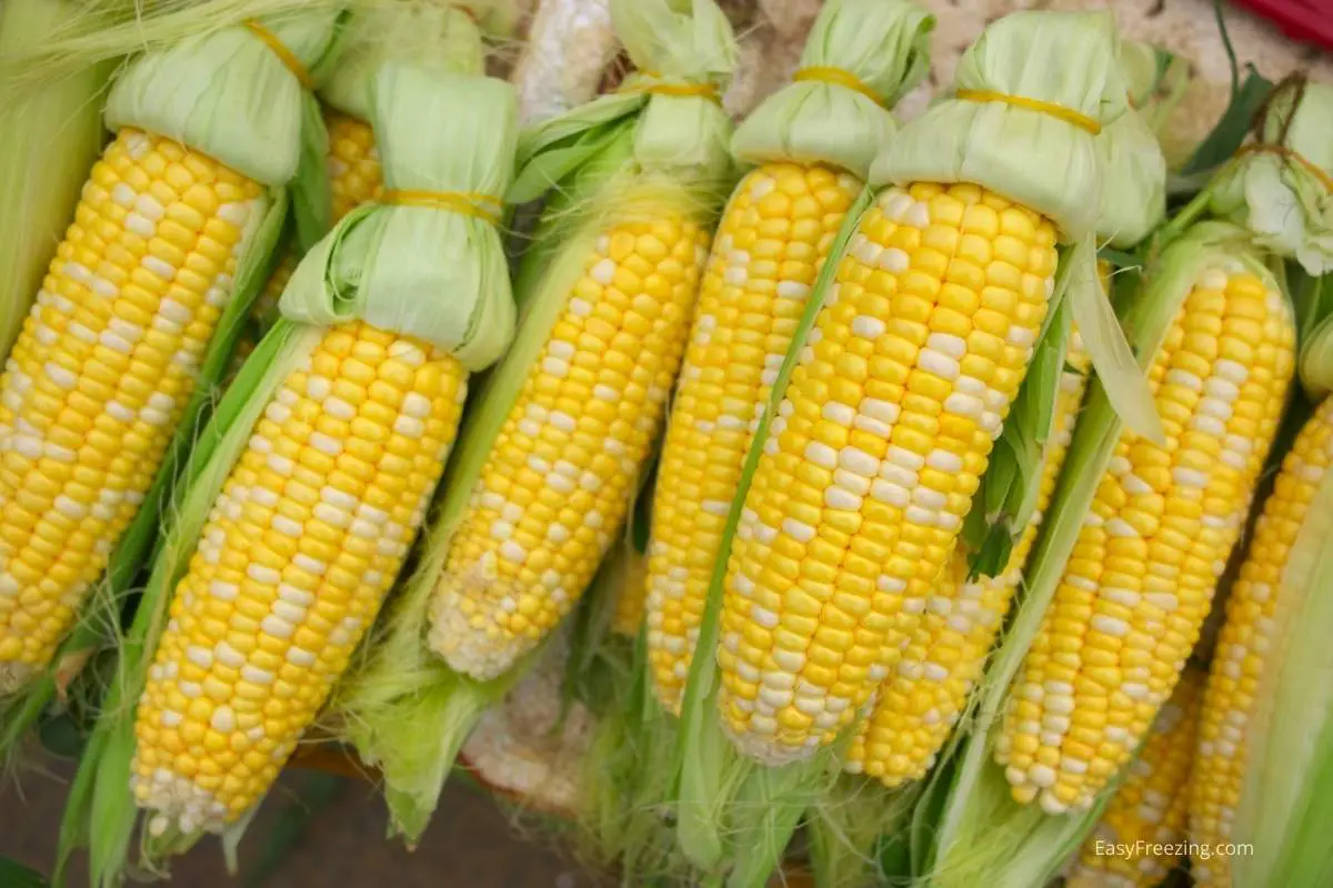 how to freeze fresh sweet corn