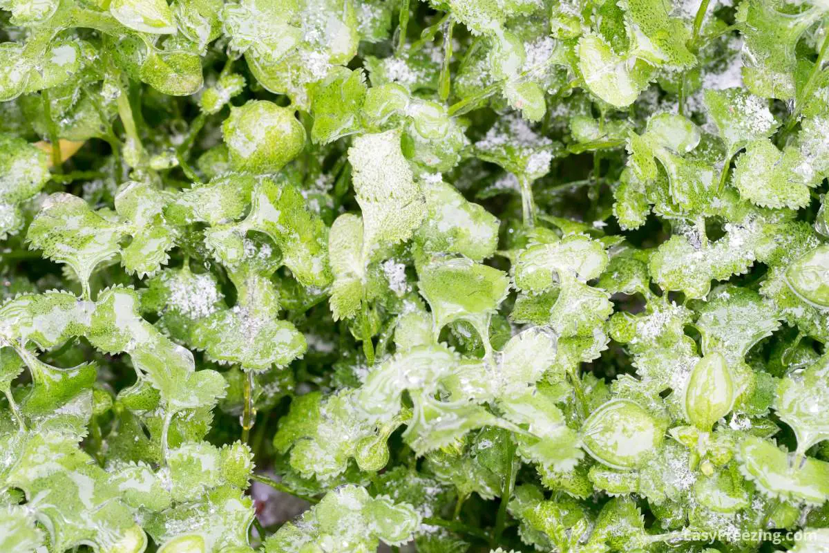 Freezing Celery Leaves