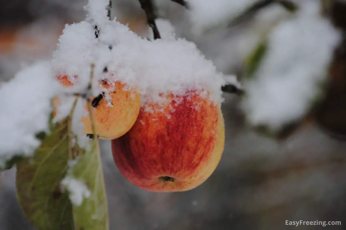 Quick Method to Freeze Apples