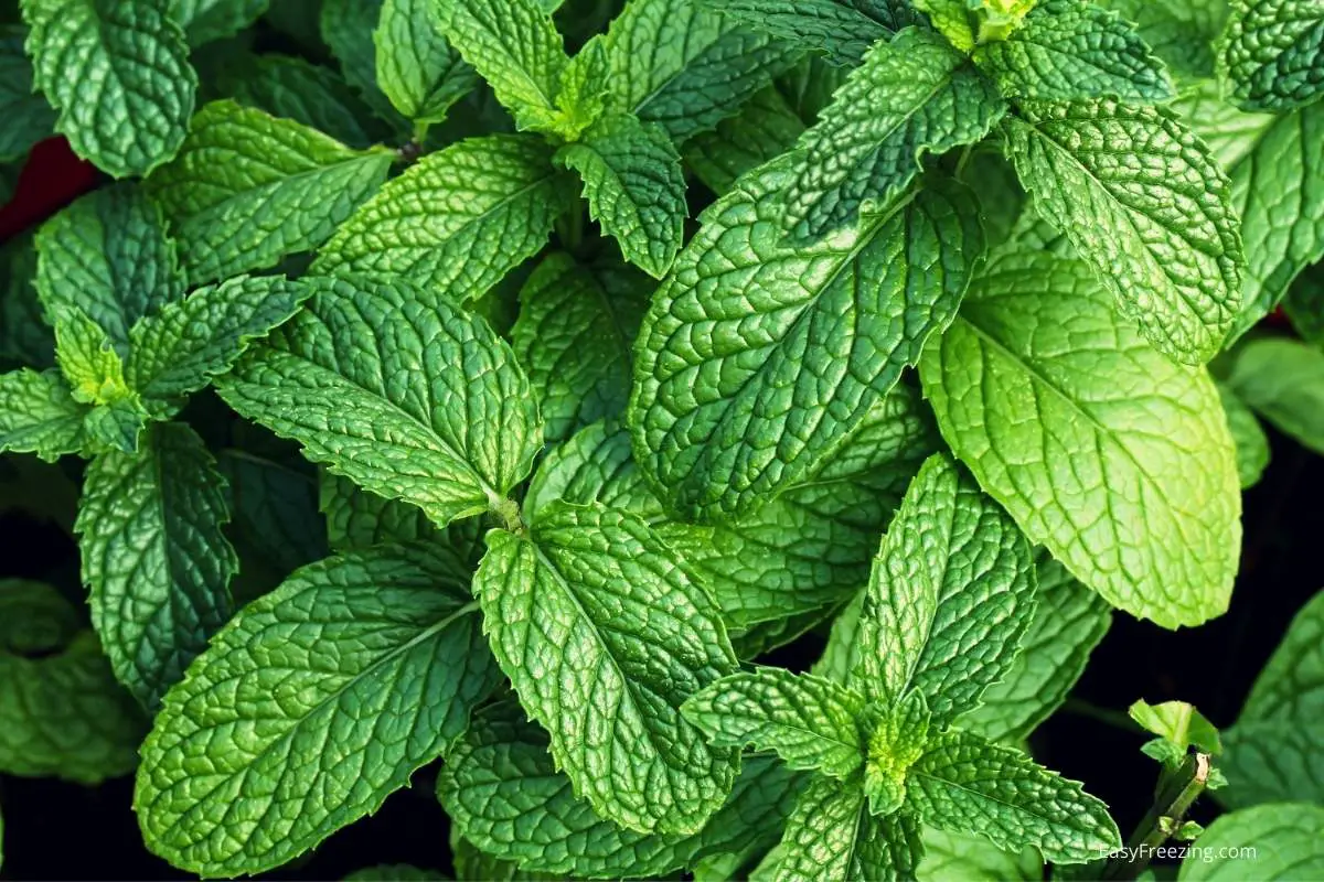 benefits of mint leaves